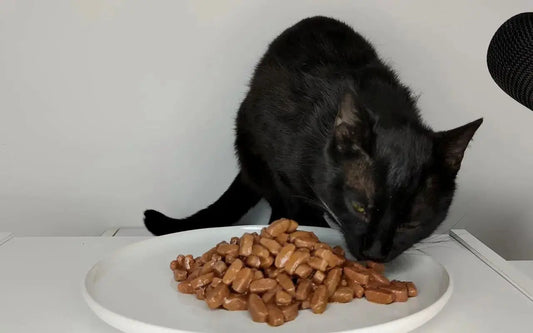 Wet-Cat-Food-Safety-Manual-Guarding-Every-Meal-for-Cats Litter Healthy Limited