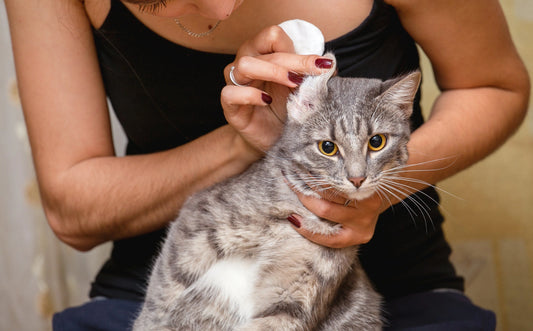 Secrets-of-Cat-s-ears-Steamed-cat-ear-shaped-bread-health-20-of-cats-ears-worry Litter Healthy Limited