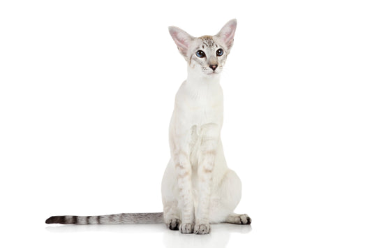 Jealousy-and-Loyalty-Exploring-the-Unique-Emotional-World-of-Oriental-Shorthair-Cats Litter Healthy Limited