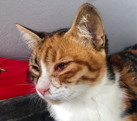 Breathing-pain-How-to-save-the-health-of-cats-under-indoor-air-pollution Litter Healthy Limited