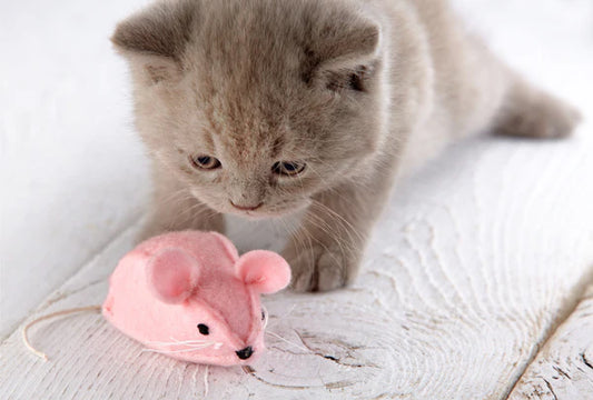 Chasing-under-Starlight-A-Romantic-Encounter-between-Home-Cats-and-Night Litter Healthy Limited