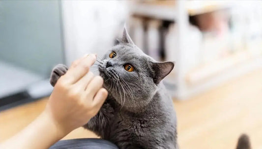 Careful-Care-for-Growing-Cats-Let-Love-and-Health-Go-Together Litter Healthy Limited