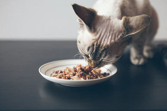 Customizing-a-healthy-diet-for-cats-Understanding-their-nutritional-needs Litter Healthy Limited