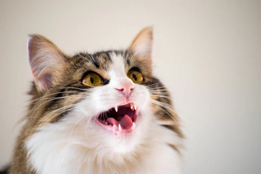 The-Song-of-the-Cat-s-Meow-A-Symphony-Connected-with-the-Human-Mind Litter Healthy Limited