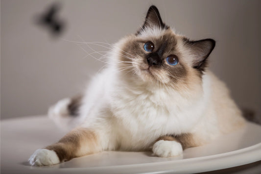 Noble-Cats-Exploring-the-Unique-Charm-of-Berman-Cats Litter Healthy Limited