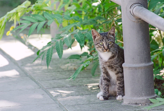 Guarding-Wildcat-Territory-How-to-Coexist-Humanely Litter Healthy Limited