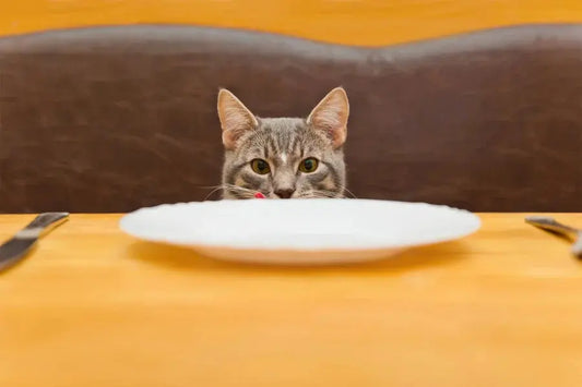 Food-is-paramount-cats-are-the-first-Cats-love-big-food-dishes Litter Healthy Limited