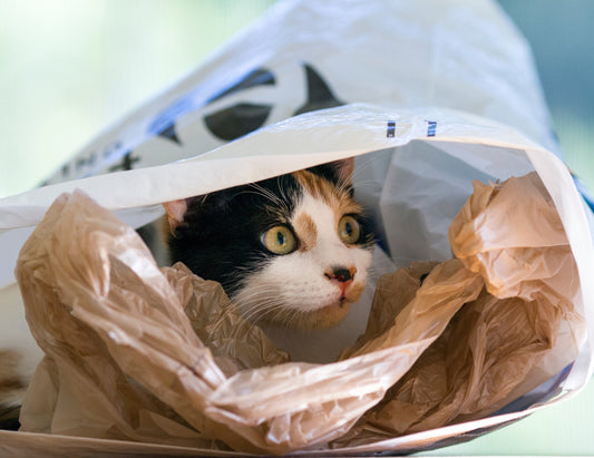 Cat-Health-Diet-Guide-Say-goodbye-to-plastic-bags-and-embrace-five-star-cat-food Litter Healthy Limited