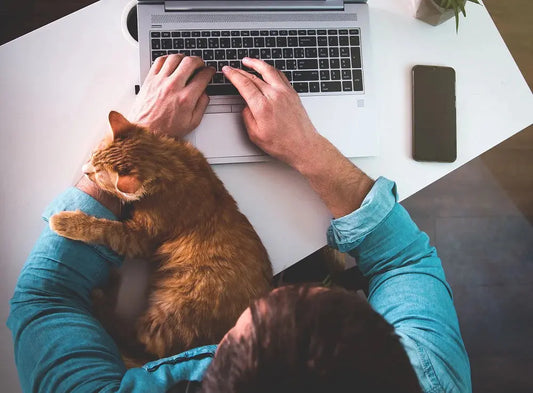 Cat-s-Boredom-Alert-Have-you-noticed-these-signs Litter Healthy Limited