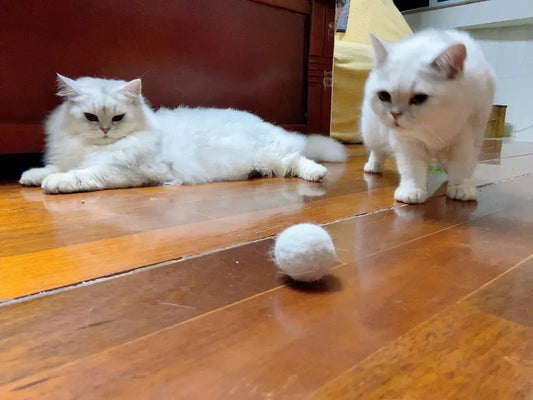 How-can-we-effectively-prevent-cat-hair-balls Litter Healthy Limited