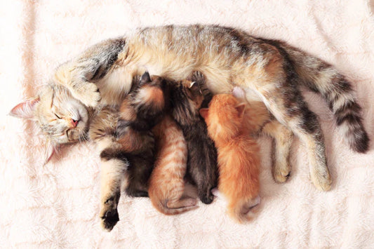 Cat-Mom-s-Superpowers-Three-Nests-a-Year-Super-Production-Line-for-Kittens Litter Healthy Limited