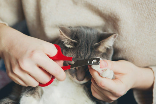 Cultivating-Nail-Trimming-Habits-in-Cats-A-Warm-Interactive-Journey Litter Healthy Limited