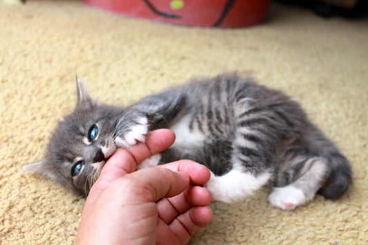 Cat-language-interpretation-How-to-understand-a-cat-s-scratch-signal Litter Healthy Limited