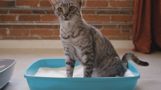 Cat-Urinary-Tract-Infection-From-Prevention-to-Identification-Protecting-the-Urinary-Health-of-Pets Litter Healthy Limited
