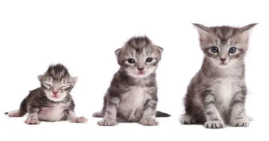 Unlocking-the-growth-cycle-of-cats-the-mystery-of-15-month-old-adulthood Litter Healthy Limited