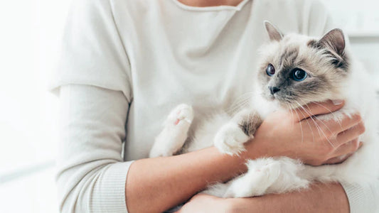 Hearing-Love-from-Snoring-The-Healing-Sound-of-Cats Litter Healthy Limited