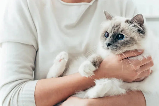 How-to-choose-high-quality-cat-litter-a-comprehensive-consideration-of-raw-materials-safety... Litter Healthy Limited