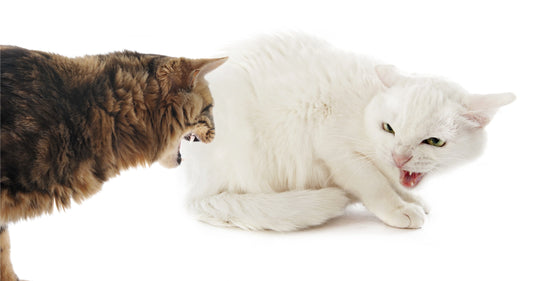 Cat-s-Territory-Declaration-Deep-Analysis-from-Urine-Spraying-to-Fecal-Digging Litter Healthy Limited