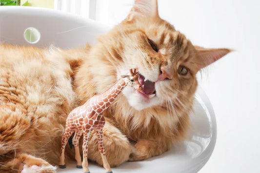 Uncover-the-secret-Why-Cats-Love-Plastic-A-Big-Investigation-into-the-Biting-Machine-Behind-It Litter Healthy Limited