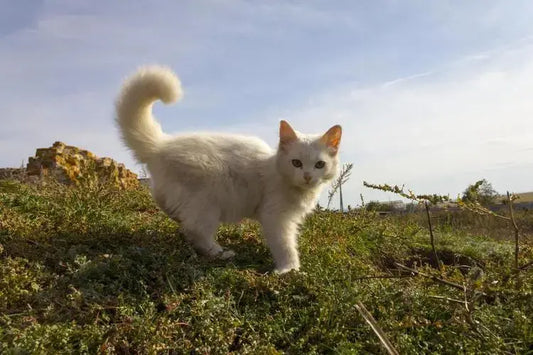 Moe-Cat-Growth-Little-Cat-s-First-Step-Adventure Litter Healthy Limited