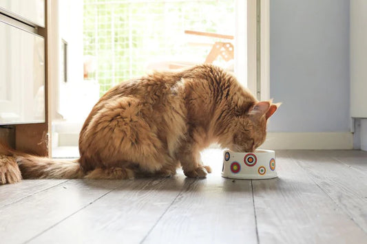 Guarding-the-Golden-Age-of-Cats-A-Health-Care-Guide-for-Elderly-Cats Litter Healthy Limited