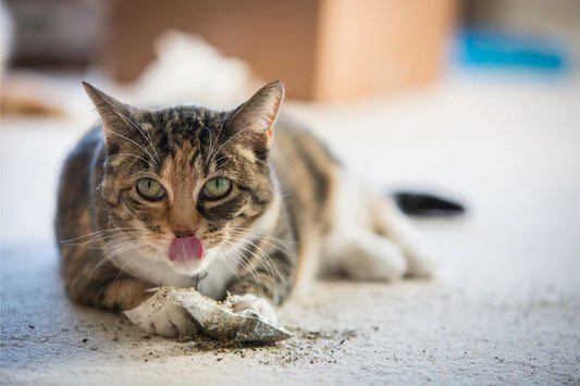 Smell-Feast-Cat-Mint-and-Silver-Vine-Secret-Weapons-to-Improve-Cat-s-Quality-of-Life Litter Healthy Limited