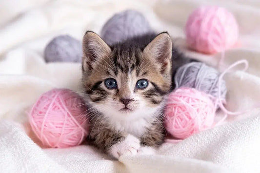 Cat-s-designated-toilet-technique-a-secret-weapon-for-family-harmony Litter Healthy Limited