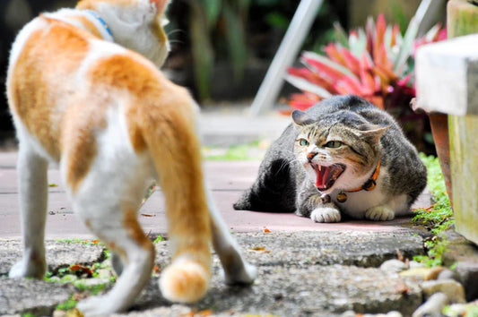 To-trap-sterilize-and-release-wild-cats-the-following-steps-can-be-followed Litter Healthy Limited