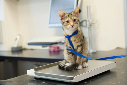 Exploring-the-Mystery-of-Cat-Weight-How-to-Determine-the-Health-of-Your-Pet Litter Healthy Limited