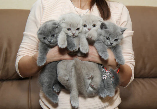 Is-it-a-reproductive-miracle-or-a-challenge-in-the-cat-world-Experts-reassess-the-seven-year-reproductive-limit Litter Healthy Limited
