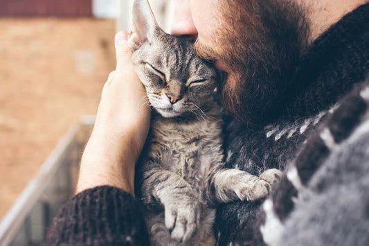 Cats-Don-t-Anxiety-When-Moving-Gradually-guide-them-to-make-their-new-home-their-playground Litter Healthy Limited