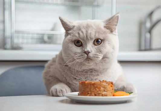 The-Secret-of-Cats-Appetite-Choose-the-Right-Cat-Food-and-Cultivate-Good-Eating-Habits Litter Healthy Limited