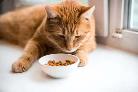 Healthy-cat-care-starts-with-litter-mastering-the-frequency-of-cleaning-to-create-a-comfortable-env Litter Healthy Limited