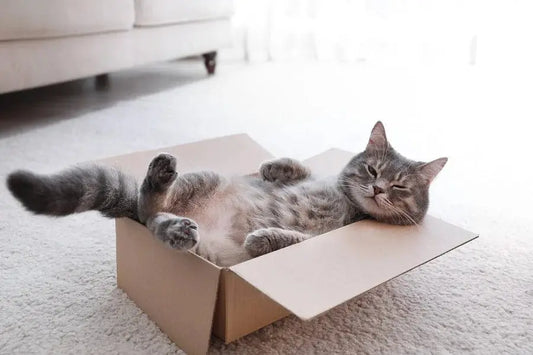Say-goodbye-to-the-annoyance-of-urine-odor-silicone-cat-litter-makes-the-litter-box-fresher Litter Healthy Limited