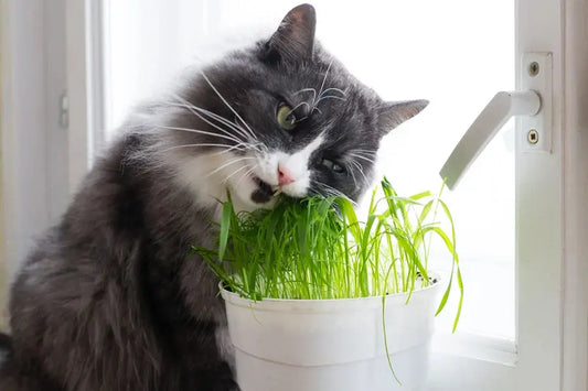 Precautions-for-storing-cat-litter-Ensure-dryness-and-cleanliness-to-create-a-comfortable-living-sp Litter Healthy Limited