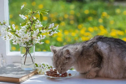 Scientifically-arrange-feeding-time-for-cats-and-easily-develop-healthy-eating-habits Litter Healthy Limited
