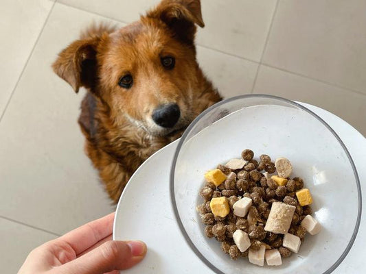 Guidelines-for-raising-pet-dogs-Scientific-diet-focus-on-health Litter Healthy Limited
