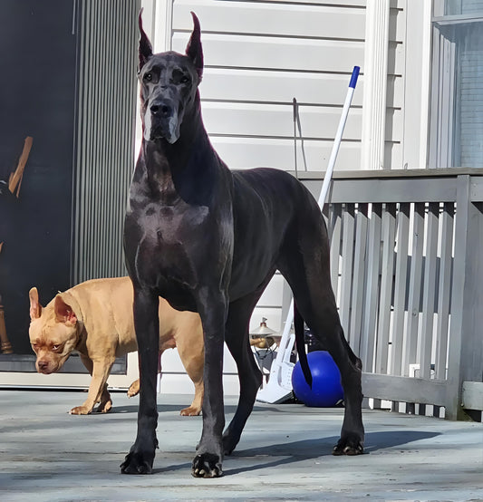 The-Great-Dane-Gentle-Guardian-Under-the-Giant-s-Body Litter Healthy Limited