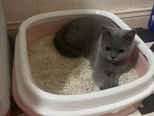 Do-cat-owners-have-to-use-cat-litter Litter Healthy Limited
