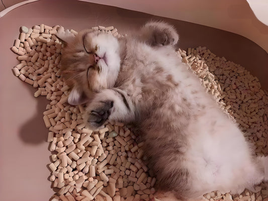 Does-cat-litter-need-to-be-replaced-regularly Litter Healthy Limited