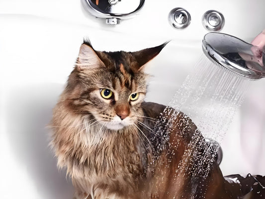 To-determine-whether-a-cat-needs-to-take-a-bath-the-following-aspects-can-be-considered Litter Healthy Limited