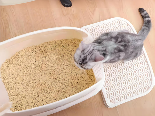 What-should-I-pay-attention-to-when-replacing-different-types-of-cat-litter Litter Healthy Limited