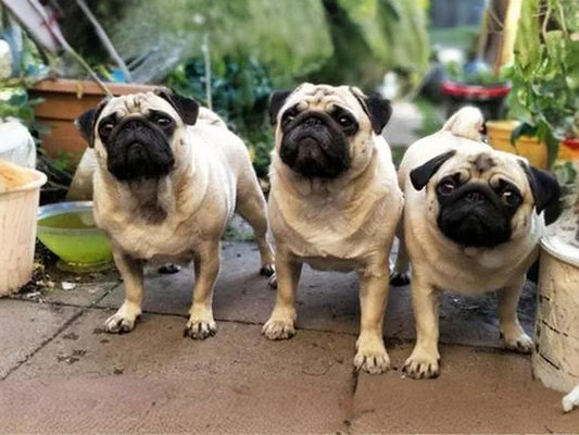 Pet-dogs-always-like-to-roar-at-strangers.-What-should-we-do-to-solve-this-problem Litter Healthy Limited