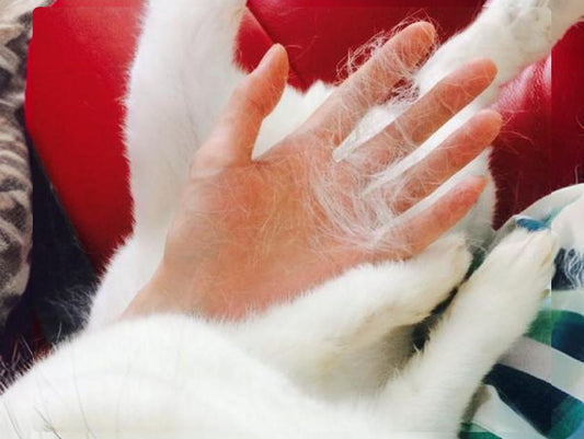 Can-cats-still-use-litter-when-they-are-constantly-shedding-fur Litter Healthy Limited