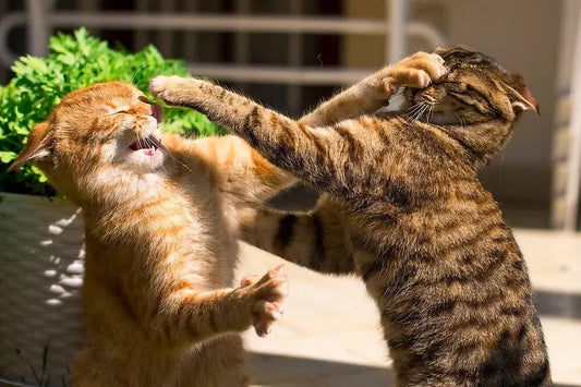 What-to-do-if-a-cat-doesn-t-like-the-new-litter-gradually-adapting-and-carefully-adjusting-are-the Litter Healthy Limited