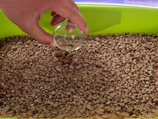 If-the-cat-litter-gets-damp-but-you-don-t-want-to-replace-it-what-can-be-done Litter Healthy Limited