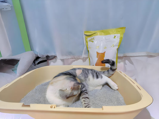 To-make-cats-enjoy-using-litter-you-can-start-from-the-following-aspects Litter Healthy Limited