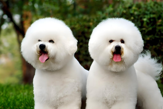 Bichon-Gentle-and-friendly-the-warm-guardian-of-home Litter Healthy Limited