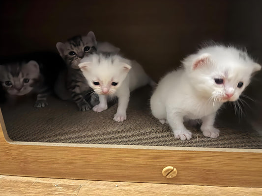 I-don-t-want-to-buy-cat-litter.-Can-I-replace-it-with-something-else Litter Healthy Limited