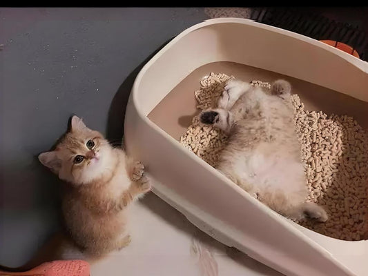 What-methods-do-cat-owners-generally-prefer-to-use-to-clean-their-cat-s-excrement Litter Healthy Limited